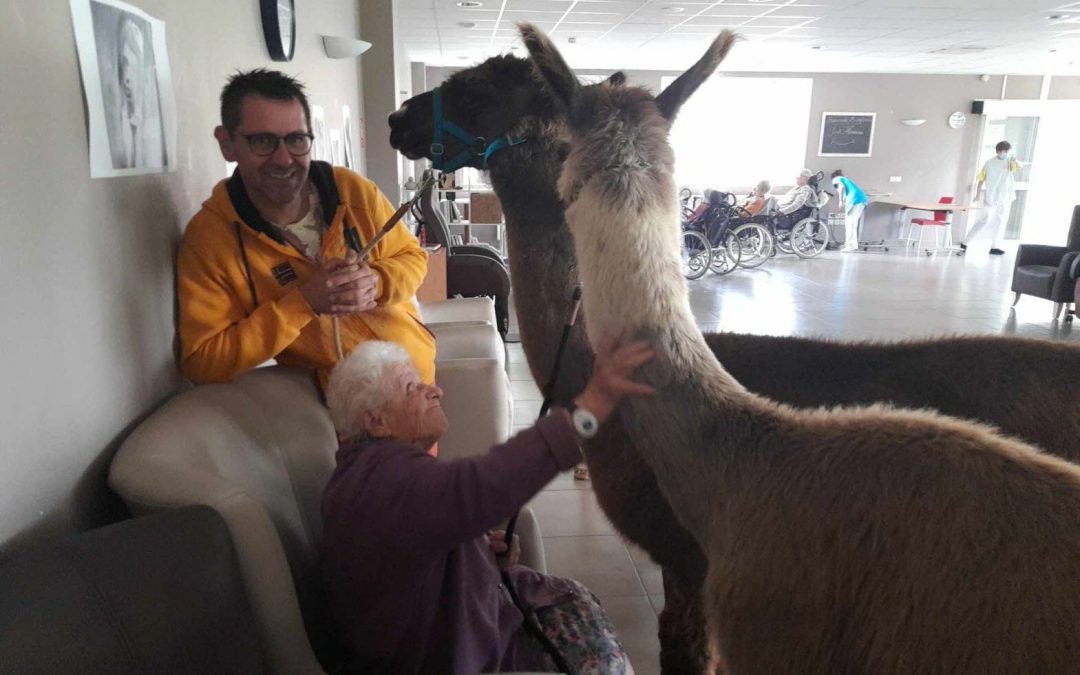 Guilherand-Granges Des lamas en visite à l’Ehpad Coulet