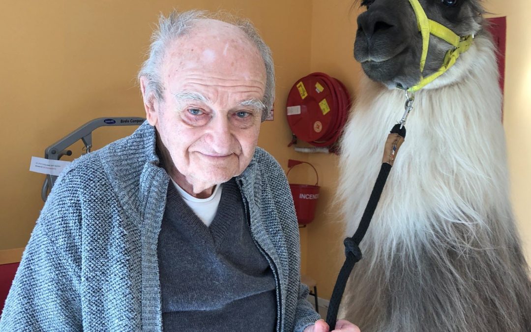 Dans cette maison de retraite, un lama tient compagnie aux résidents