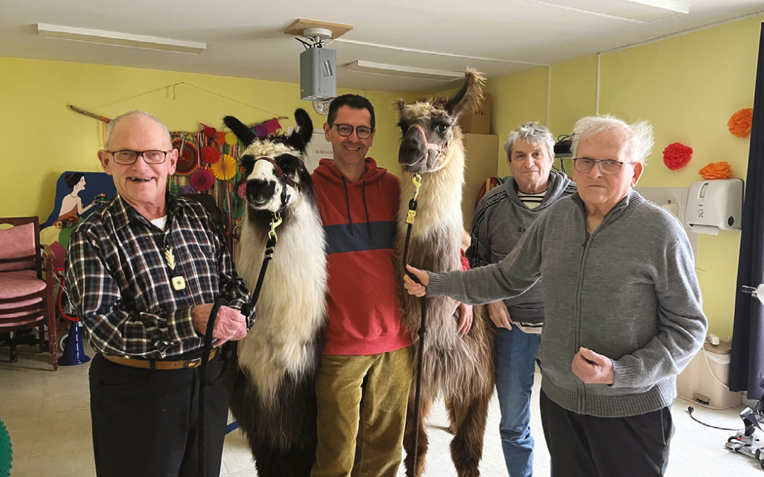 Médiation animale avec des lamas en réseau d’Ehpad